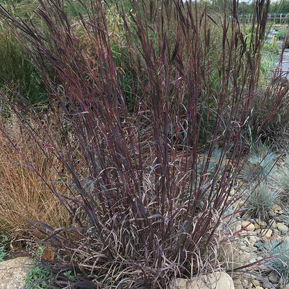 Blackhawks Big Bluestem Grass
