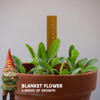 Blanket Flower Seeds