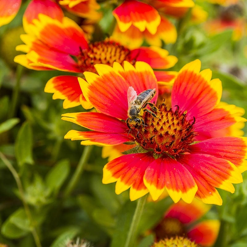 Blanket Flower Seeds, Gaillardia aristata American Meadows