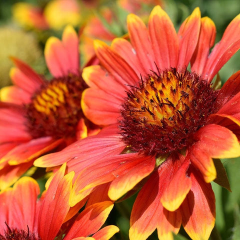 indian blanket flower seeds Blanket Flower Seeds, Gaillardia aristata