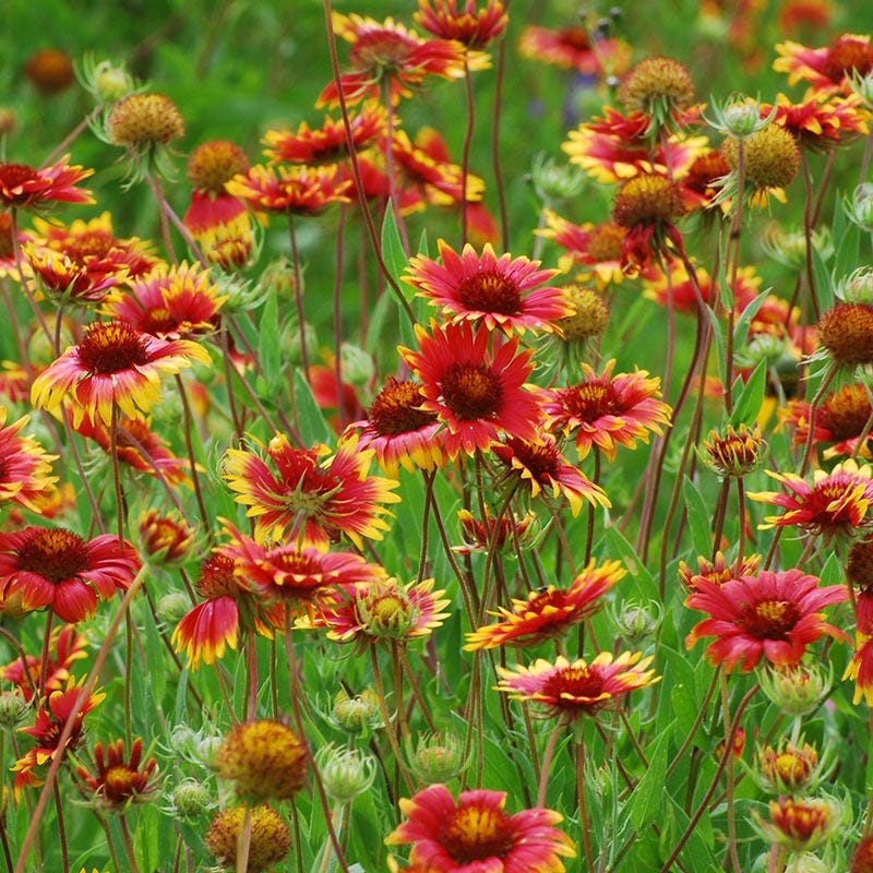 blanket flower seeds for sale Blanket Flower Seeds | Red/Yellow