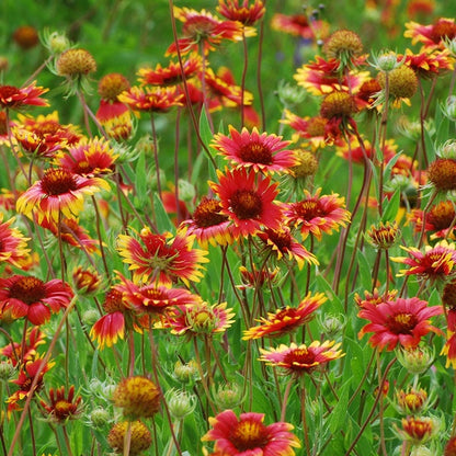 Blanket Flower Seeds