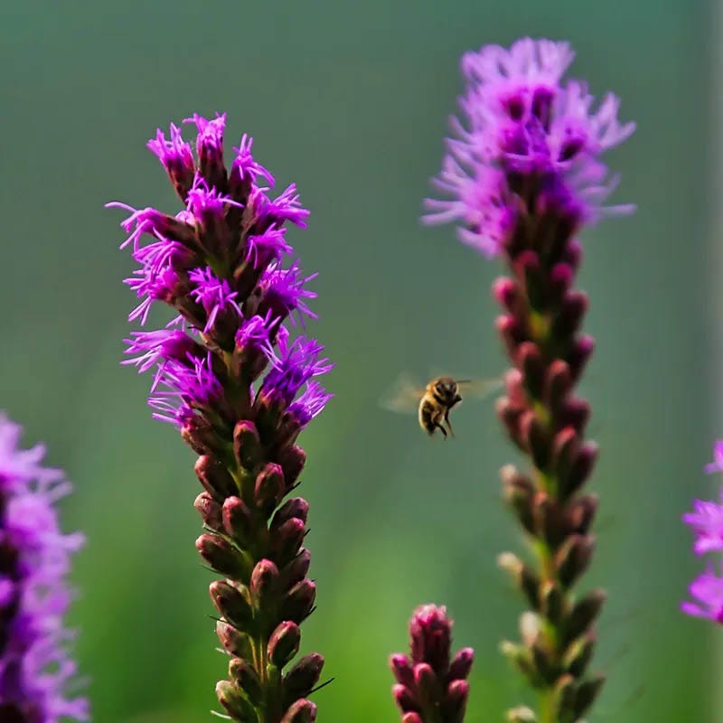 Prairie Habitat Native Plant Collection