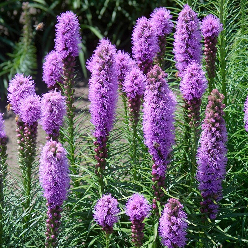 Purple Wildflower Seed Mix