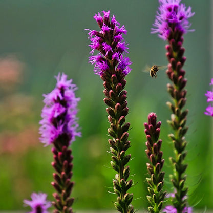 Blazing Star Seeds
