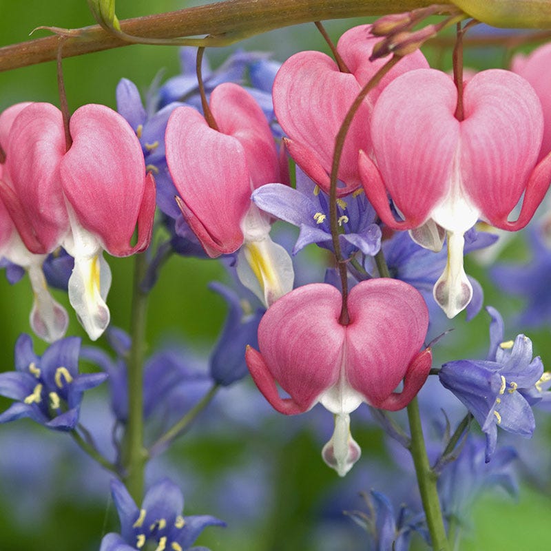 Pink Bleeding Heart