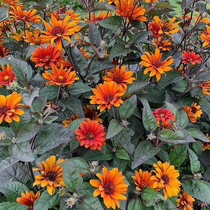 Heliopsis helianthoides var. scabra 'Bleeding Hearts', Image Credit: Walter's Gardens, Inc