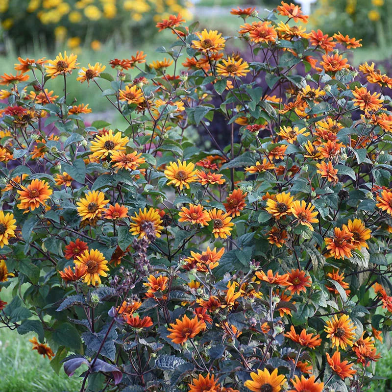 Bleeding Hearts Heliopsis | Bold Blooms, Bronze Foliage
