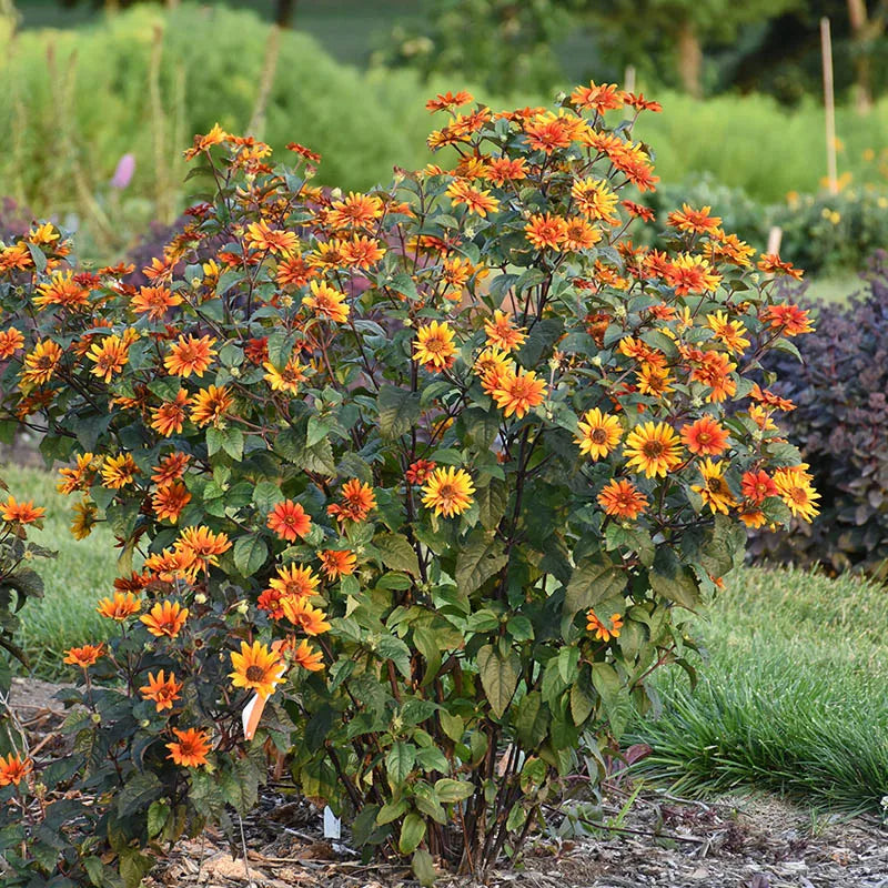 Heliopsis helianthoides var. scabra 'Bleeding Hearts', Image Credit: Walter's Gardens, Inc