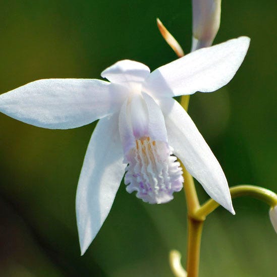 White Chinese Ground Orchid - Thumbnail 2