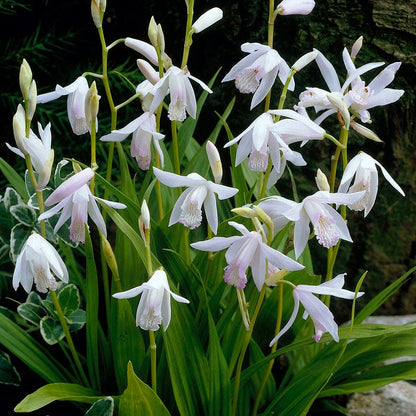 White Chinese Ground Orchid