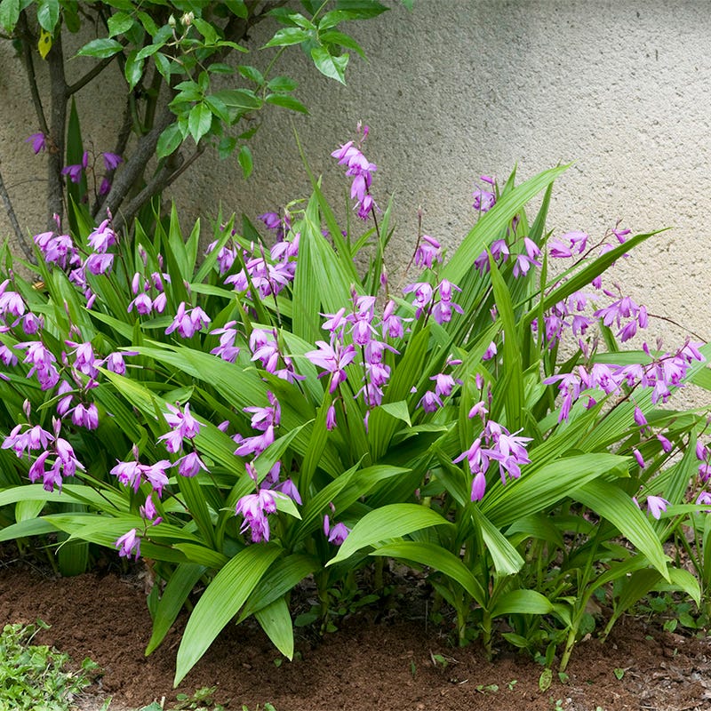 Chinese Ground Orchid, Bletilla striata Pink