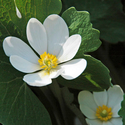 Bloodroot, Sanguinaria canadensis