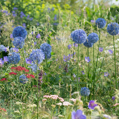 Blue Allium caeruleum
