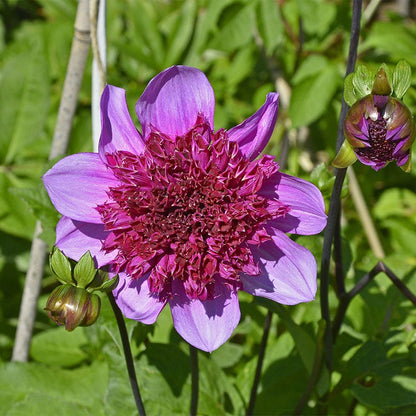 Blue Bayou Anemone Dahlia