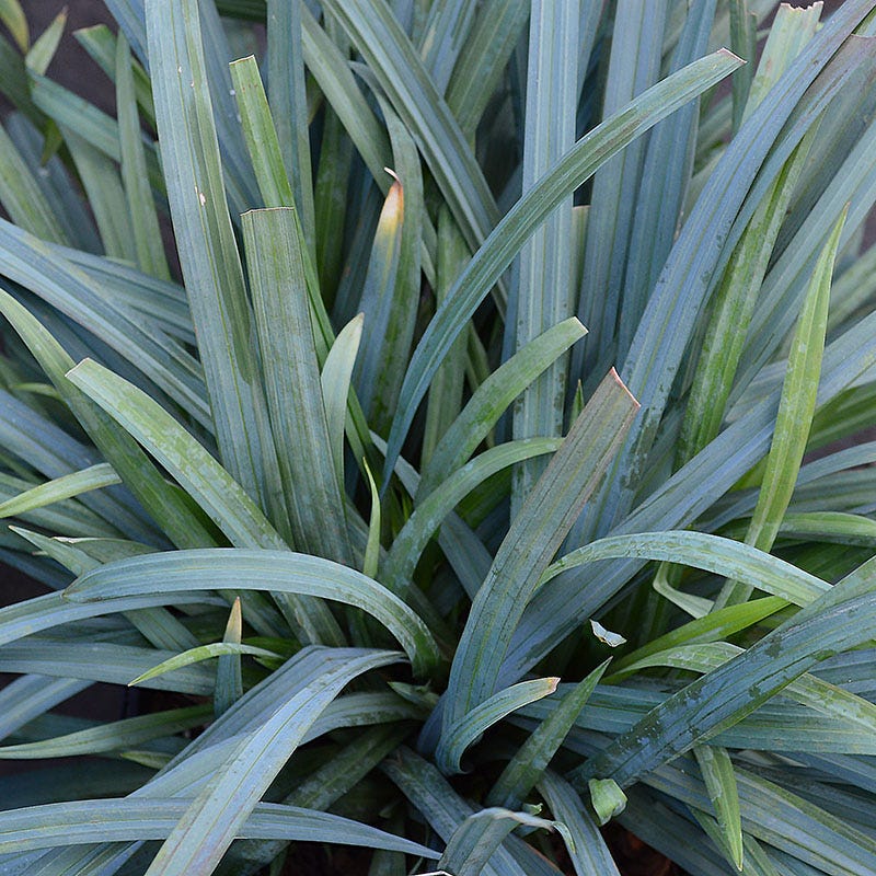 Bunny Blue® Sedge