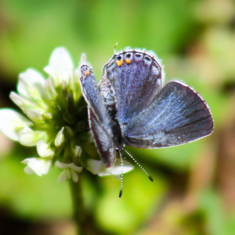 Pollinator Paradise Flowering Lawn Seed Mix