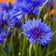 Blue Cornflower or Bachelor Button Seeds|Blue Cornflower, Bachelor Button Seeds, Centaurea cyanus