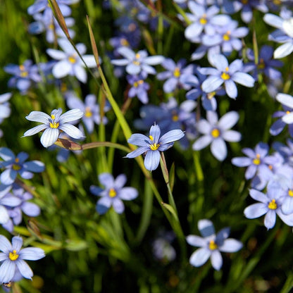 Blue Eyed Grass Seeds
