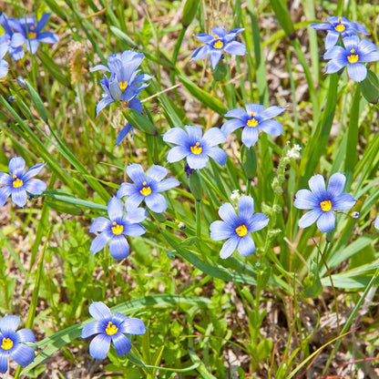 Blue Eyed Grass Seeds