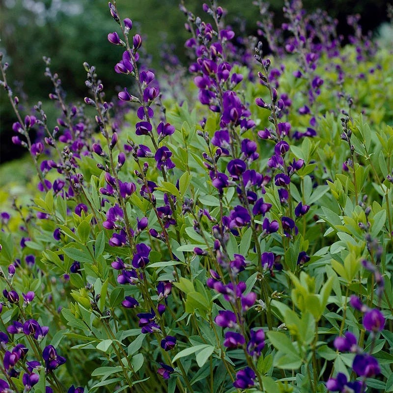 Beautiful Bouquets Pre-Planned Garden