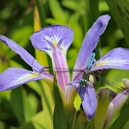 Blue Flag Iris