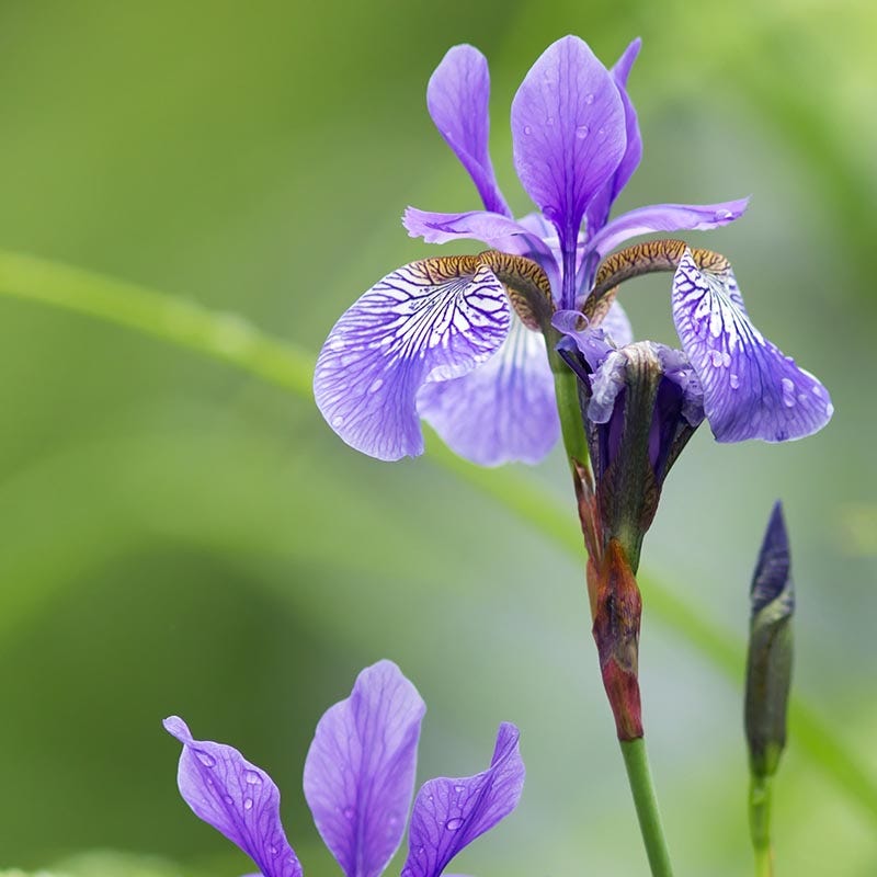 Blue Flag Iris