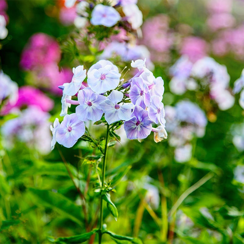 Flame® Light Blue Phlox
