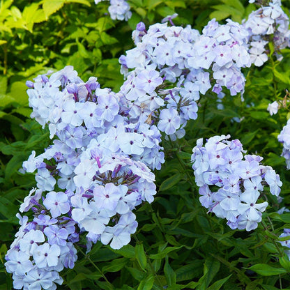 Flame® Light Blue Phlox
