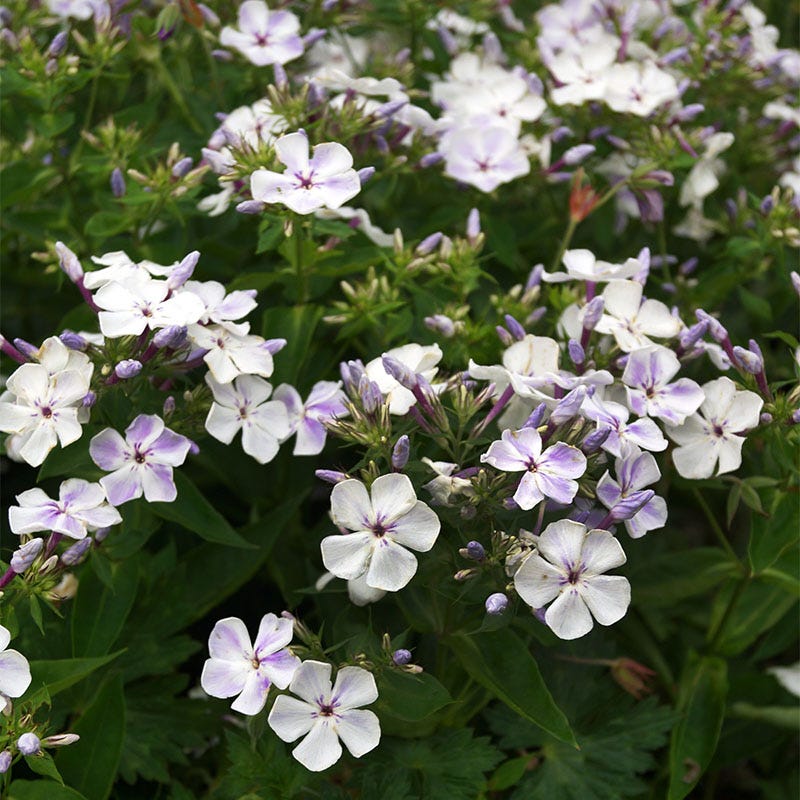 Flame® Light Blue Phlox