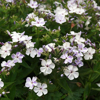 Flame® Light Blue Phlox