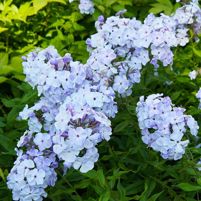 Earth Day Native Plant Collection