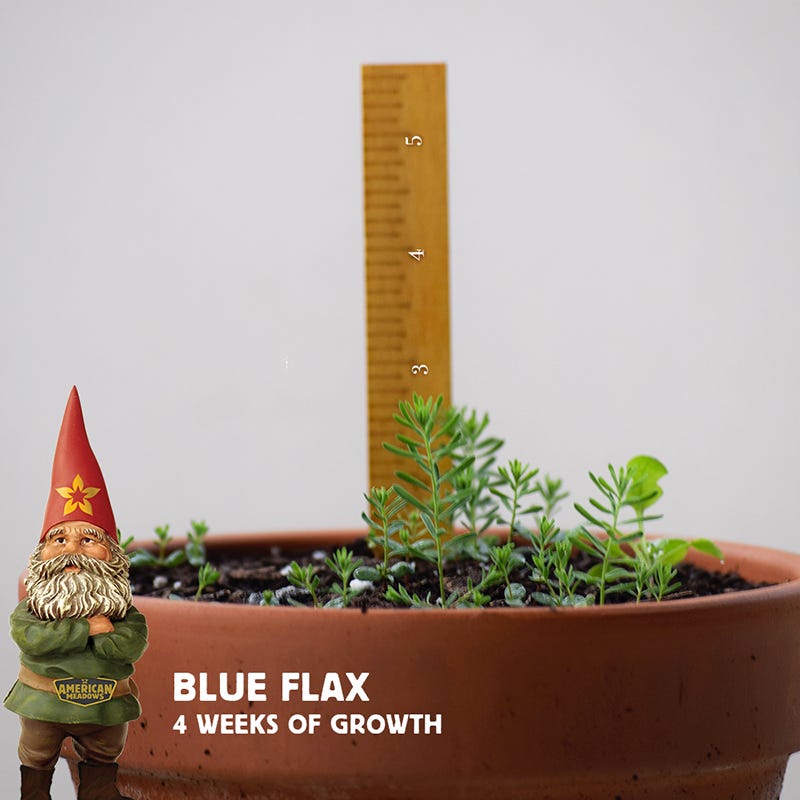 Blue Flax Seeds