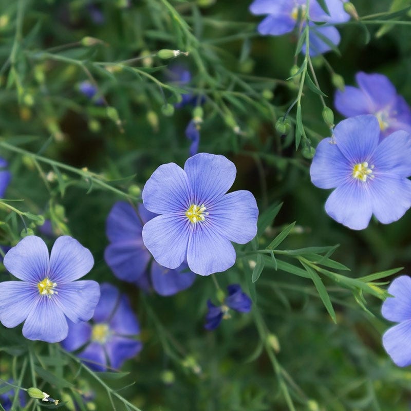 flax flower seeds Blue Flax Seeds