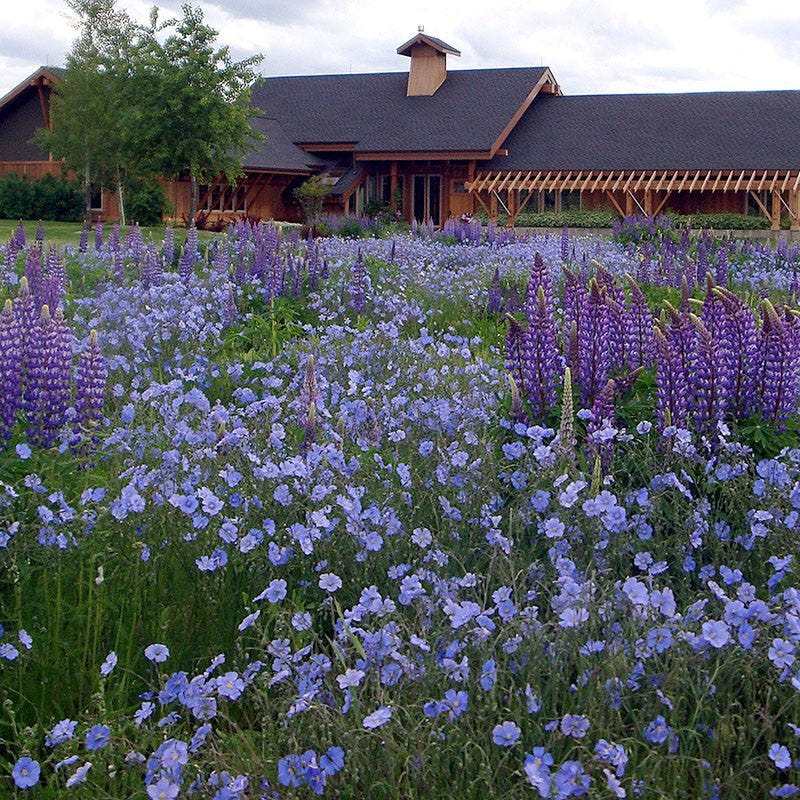 blue flax flower seeds Blue Flax Seeds