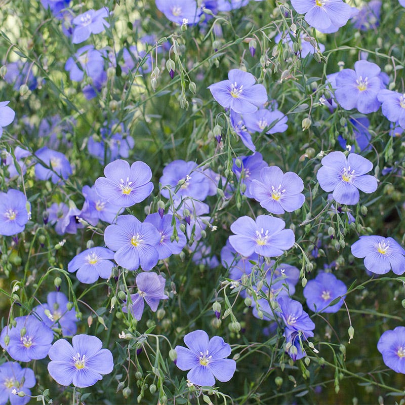 Lanceleaf Coreopsis & Blue Flax Seed Combo