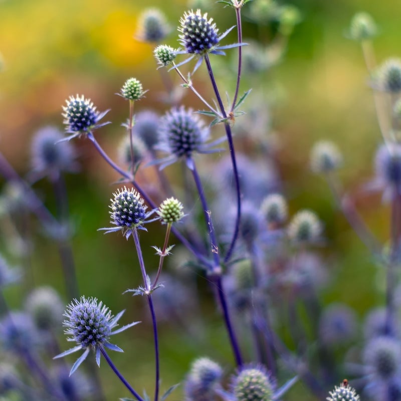 Blue Glitter Sea Holly