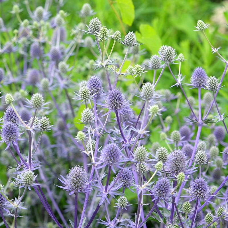 Blue Glitter Sea Holly, Eryngium | American Meadows