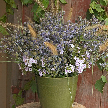 Blue Glitter Sea Holly
