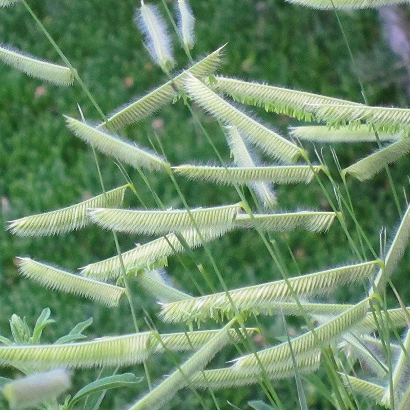 Blonde Ambition Blue Grama Grass - 3.5" Pot