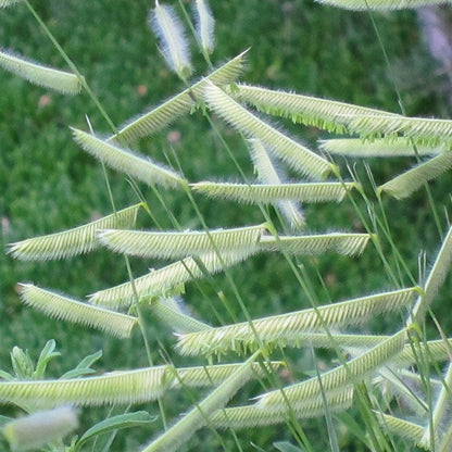 Blonde Ambition Blue Grama Grass - 3.5" Pot