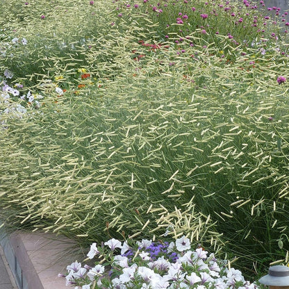 Blonde Ambition Blue Grama Grass - 3.5" Pot