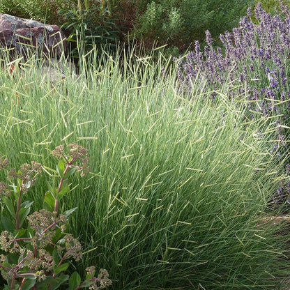 Blonde Ambition Blue Grama Grass - 3.5" Pot