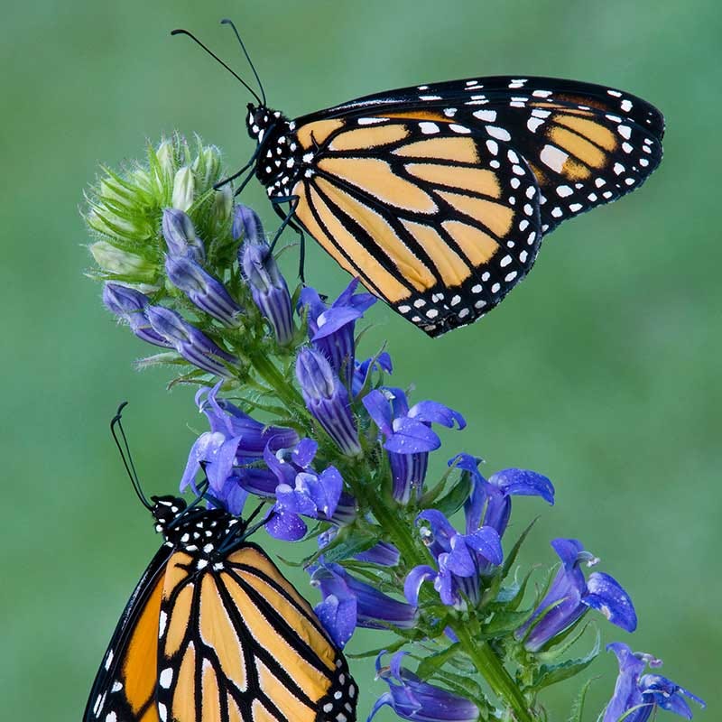 Woodland Edge Native Plant Collection