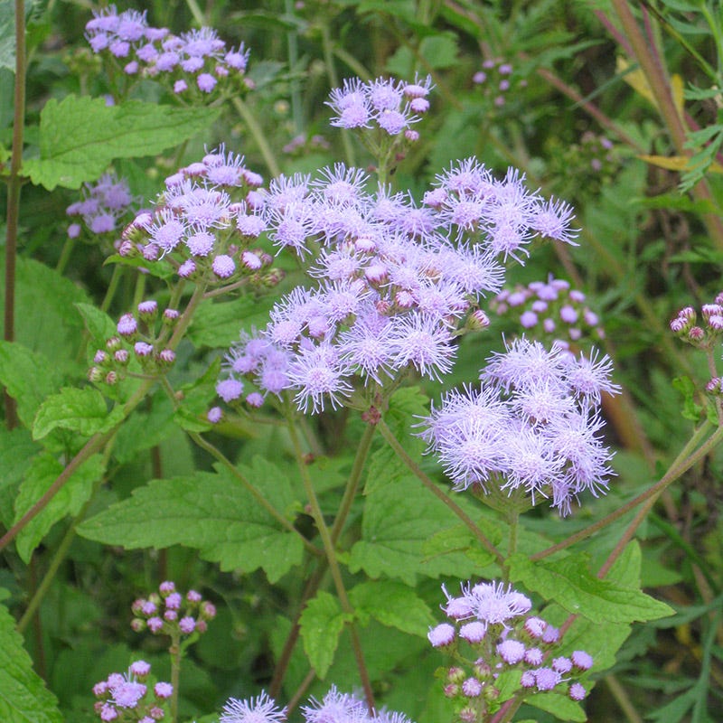 Blue Mistflower