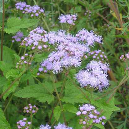 Blue Mistflower