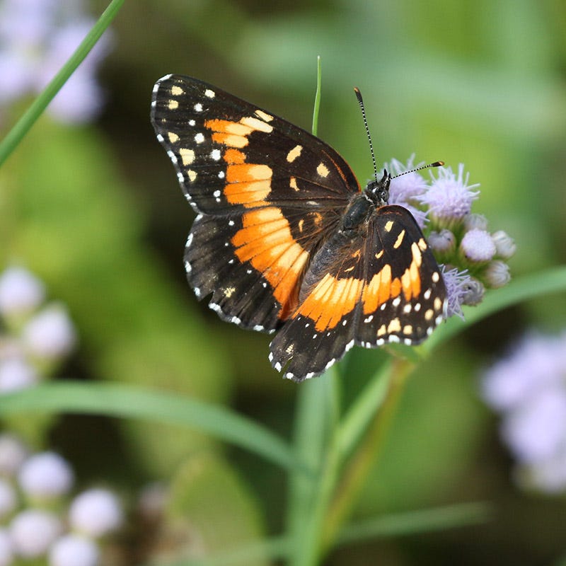 Blue Mistflower