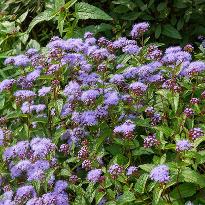 Blue Mistflower