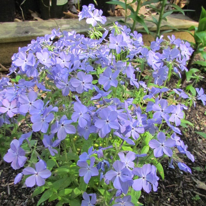 Native Shade Low Grow Plant Collection