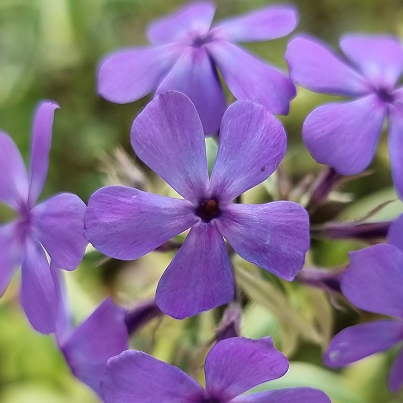 Blue Ribbons Woodland Phlox - Thumbnail 2